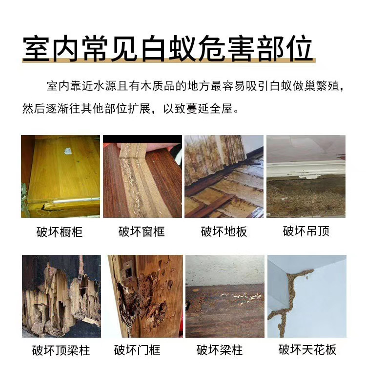 珠海防蟑螂~珠海防臭虫公司~珠海酒店灭杀蟑螂~珠海除四害(图1) 珠海防蟑螂~珠海防臭虫公司~珠海酒店灭杀蟑螂~珠海除四害(图1)