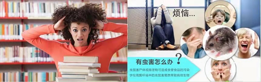 珠海白蚂蚁防治所 珠海超市灭蟑螂 珠海杀虫灭鼠公司  -彩九九(图1)