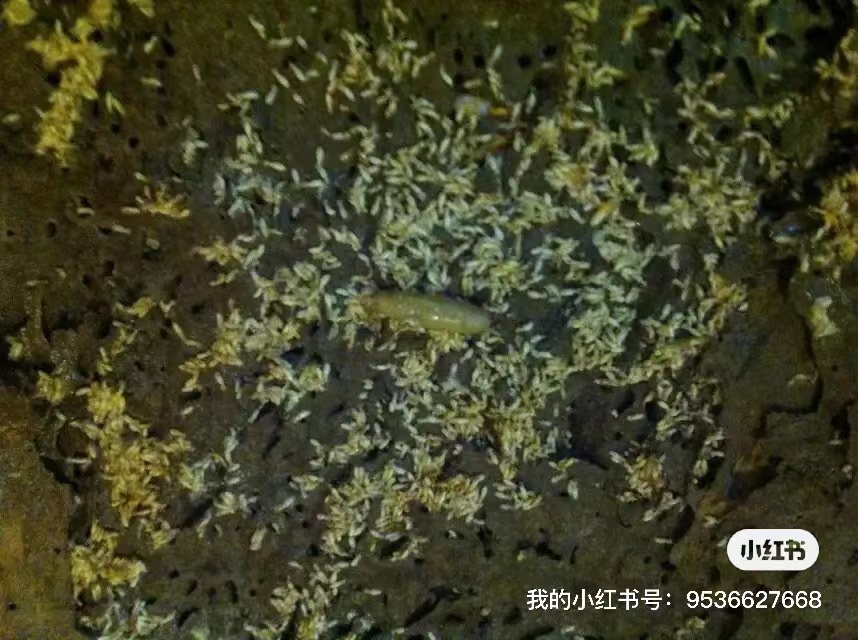 白蚁王.jpg