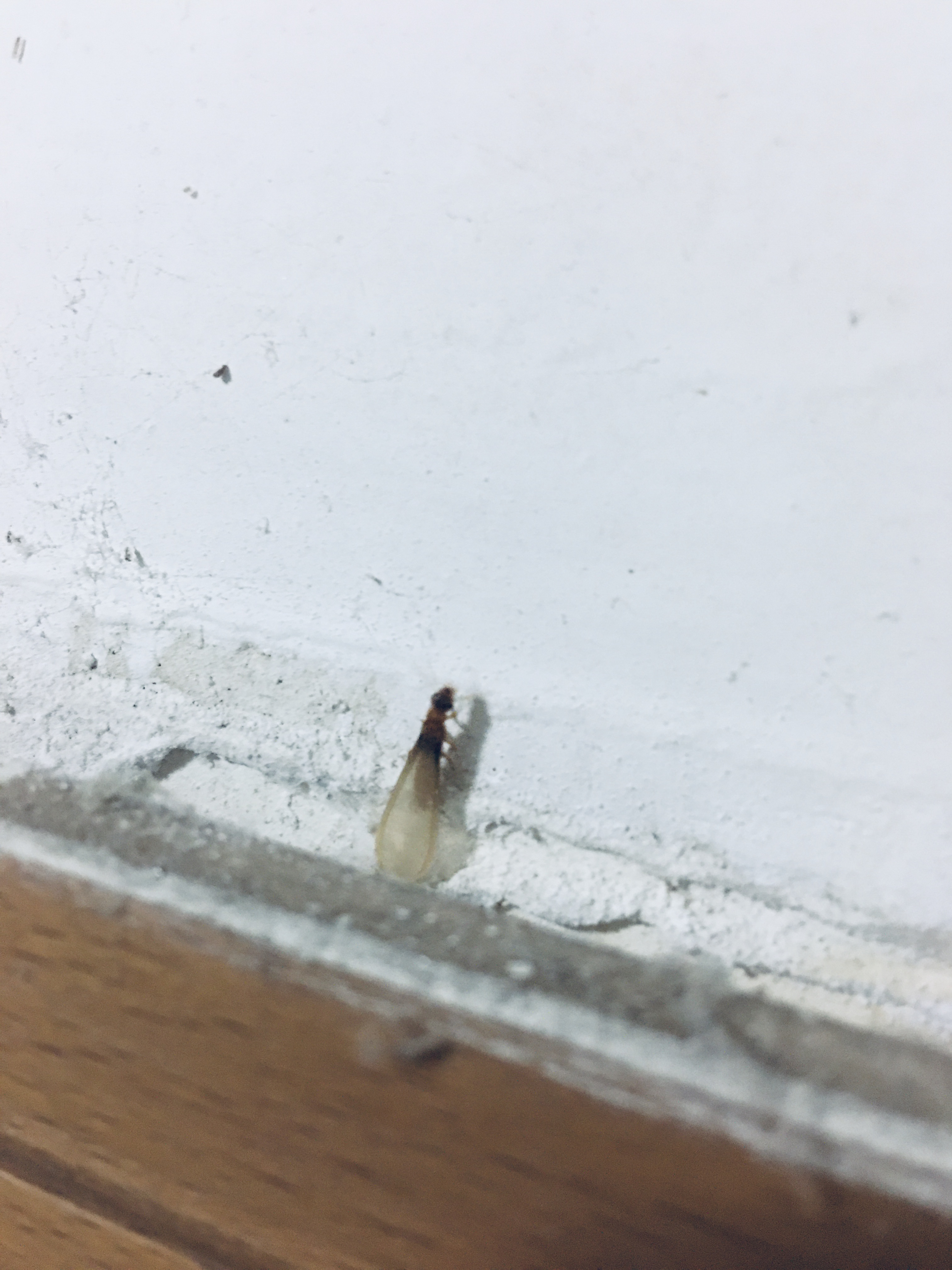 珠海香洲区白蚁防治方法