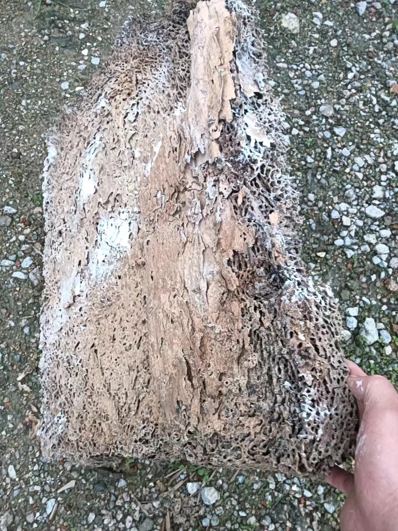 珠海白蚁防治中心为珠海嘉园小区快速控制白蚁-彩九九