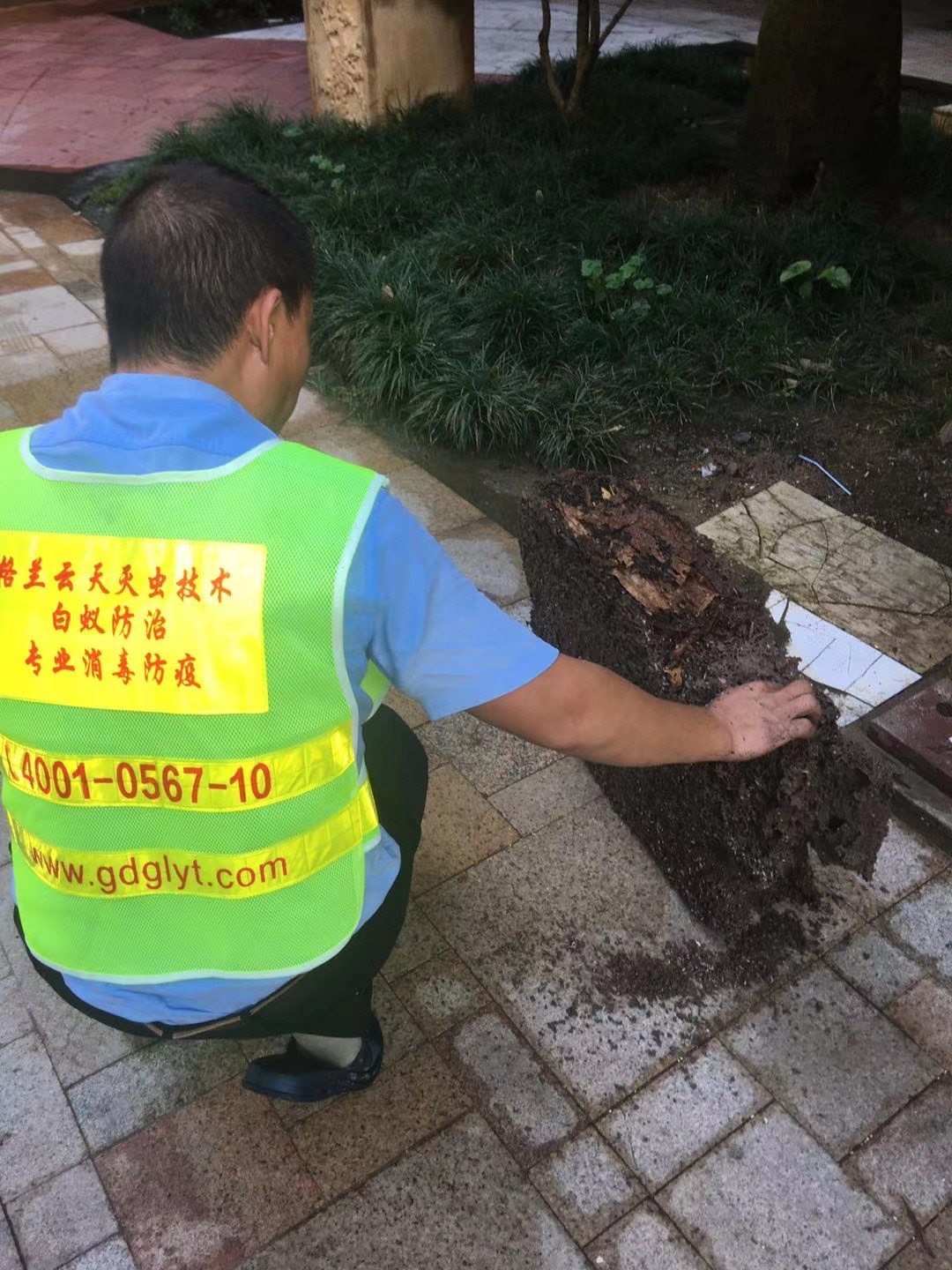 珠海白蚁防治公司与分享你知道究竟白蚁有多恐怖吗？