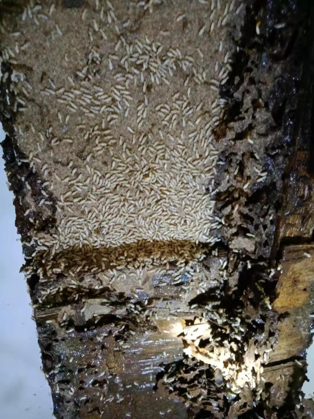 如何预防白蚁-如何预防白蚁-家庭白蚁防治方法 -珠海格兰云天白蚁预防公司(图5)
