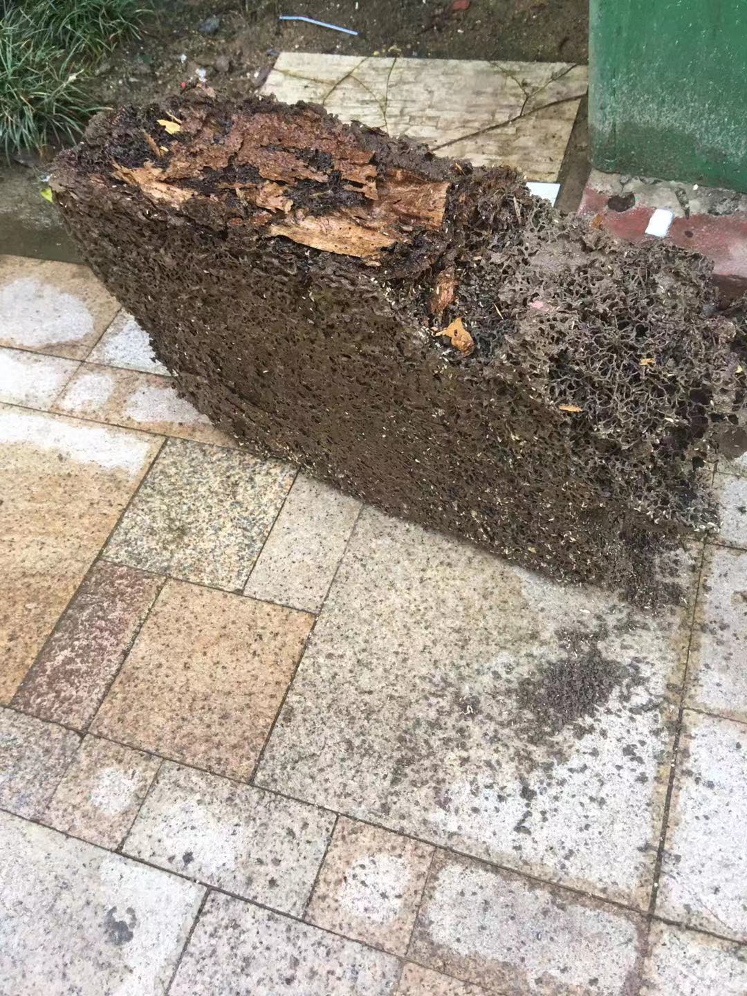 珠海白蚁防治站(图3)