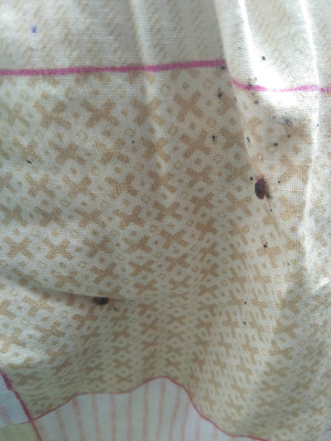 斗门工厂杀臭虫多少钱【专业灭臭虫机构】