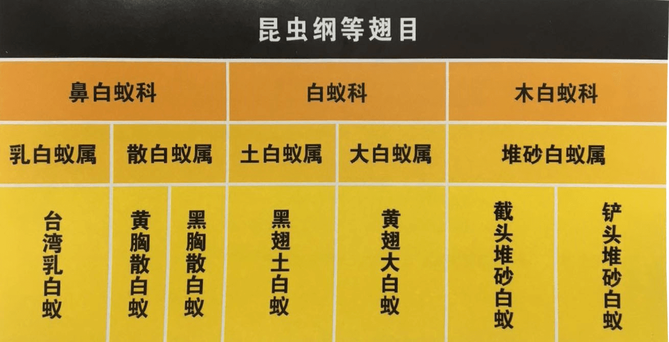 白蚁