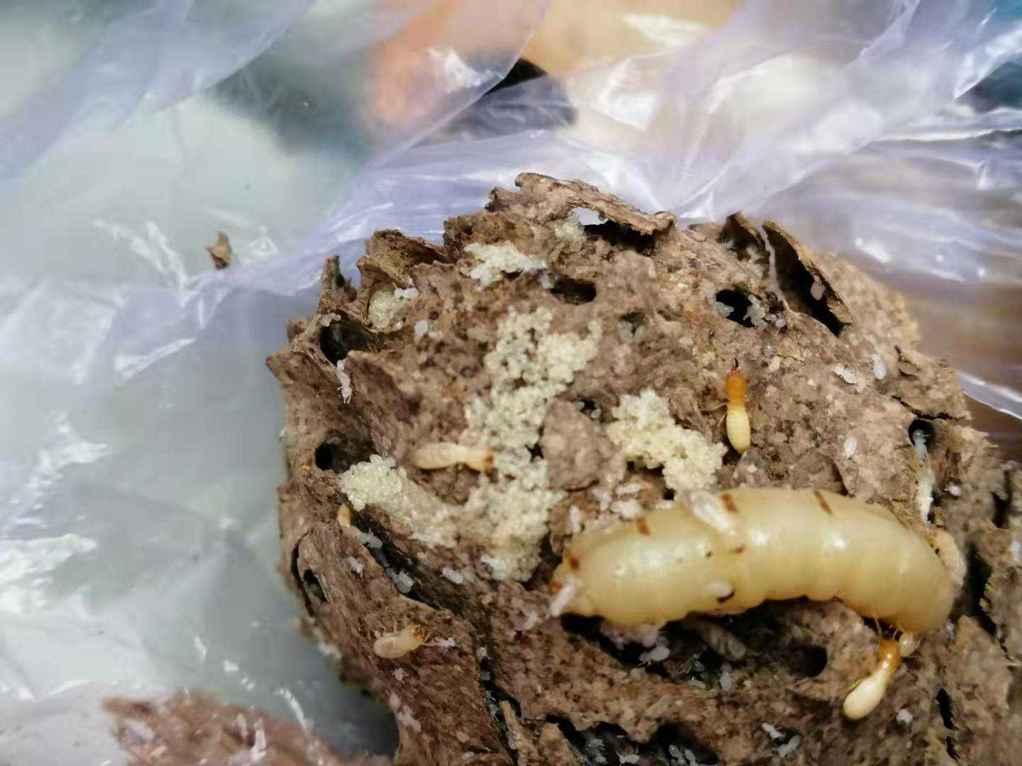 三亚白蚁防治 三亚白蚁公司电话 三亚白蚁防治中心 质量可靠