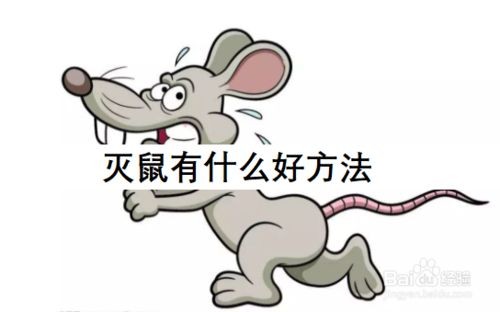 韶关抓老鼠家庭灭鼠-商场灭鼠-公司灭鼠-大型办公楼灭鼠