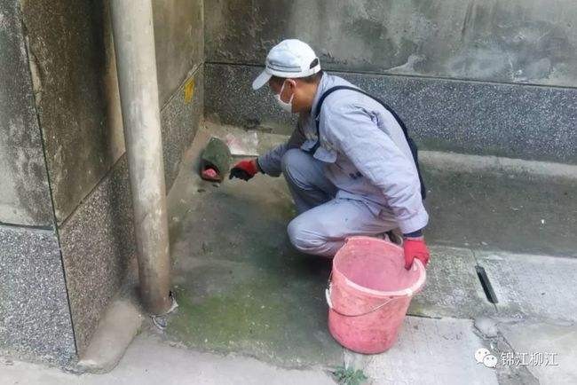 四平老鼠防治专业虫害防治服务公司-虎鲸生物科技