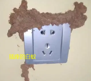 汕头防治白蚁站